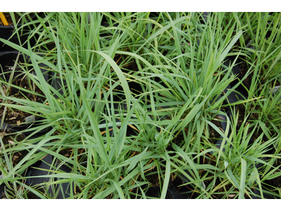 Calamagrostis epigejos