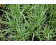 Calamagrostis epigejos 