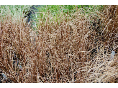 Carex buchananii