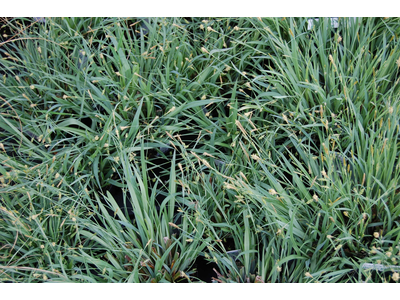 Carex laxiculmus