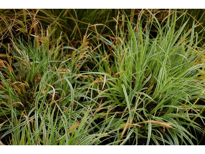 Carex oshimensis