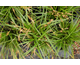 Carex oshimensis Evergreen