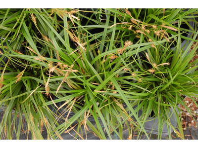 Carex oshimensis