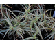 Carex phyllocephala Spark Plug