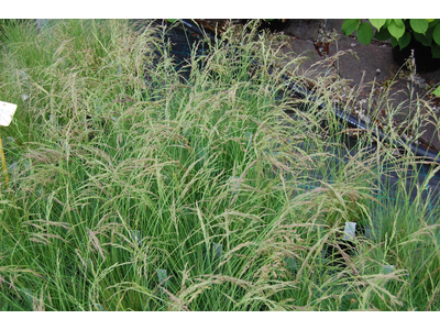 Festuca amethystina