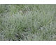 Festuca glauca Blue Select