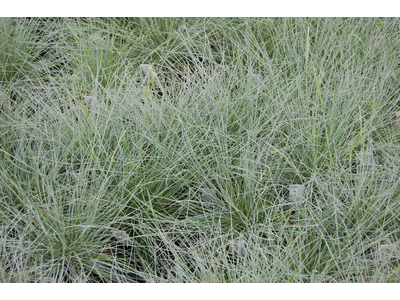 Festuca glauca