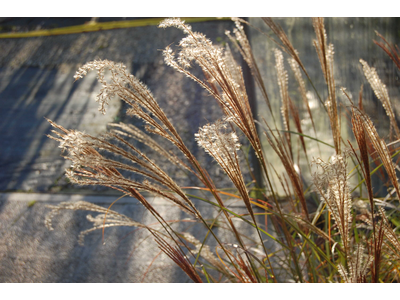 Miscanthus sinensis