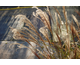 Miscanthus sinensis Apache ®