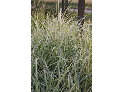 Miscanthus sinensis var. condensatus