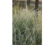 Miscanthus sinensis var. condensatus Cosmopolitan