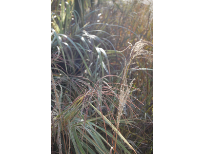 Miscanthus sinensis