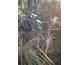 Miscanthus sinensis Malepartus