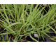 Panicum virgatum Dallas Blues