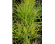 Panicum virgatum Rotstrahlbusch