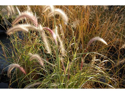 Pennisetum advena