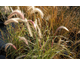 Pennisetum advena Rubrum Dwarf