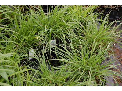 Pennisetum alopecuroides