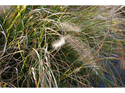 Pennisetum alopecuroides