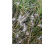 Pennisetum alopecuroides Hameln