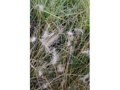 Pennisetum alopecuroides