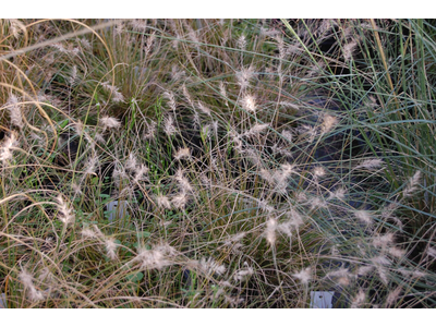 Pennisetum alopecuroides