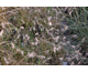 Pennisetum alopecuroides Little Bunny