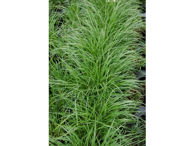 Pennisetum alopecuroides