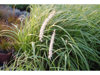 Pennisetum orientale