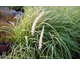 Pennisetum orientale Cotton Candy