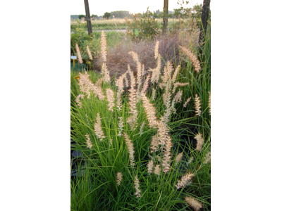 Pennisetum orientale