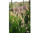 Pennisetum orientale