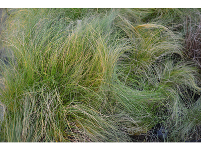 Stipa trichotoma