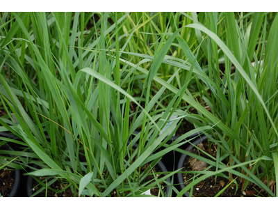 Calamagrostis acutiflora