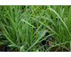 Calamagrostis acutiflora