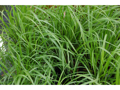 Calamagrostis brachytricha