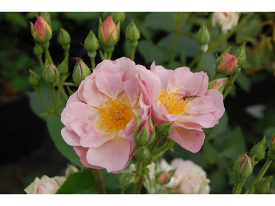 Rosa