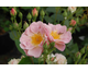 Rosa Gravin Michel D'Ursel