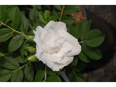 Rosa rugosa