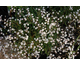 Gypsophila paniculata