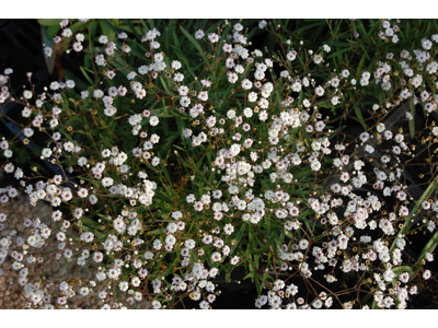 Gypsophila paniculata