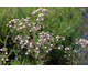 Gypsophila paniculata