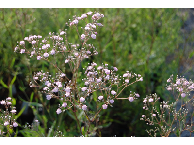 Gypsophila paniculata