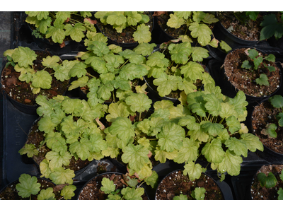 Heuchera