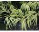 Hakonechloa macra