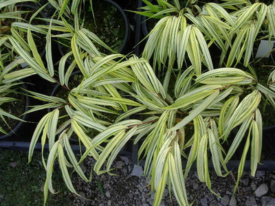 Hakonechloa macra