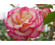 Rosa Handel