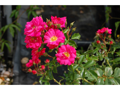 Rosa