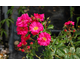 Rosa Heidetraum