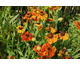 Helenium Mardi Gras